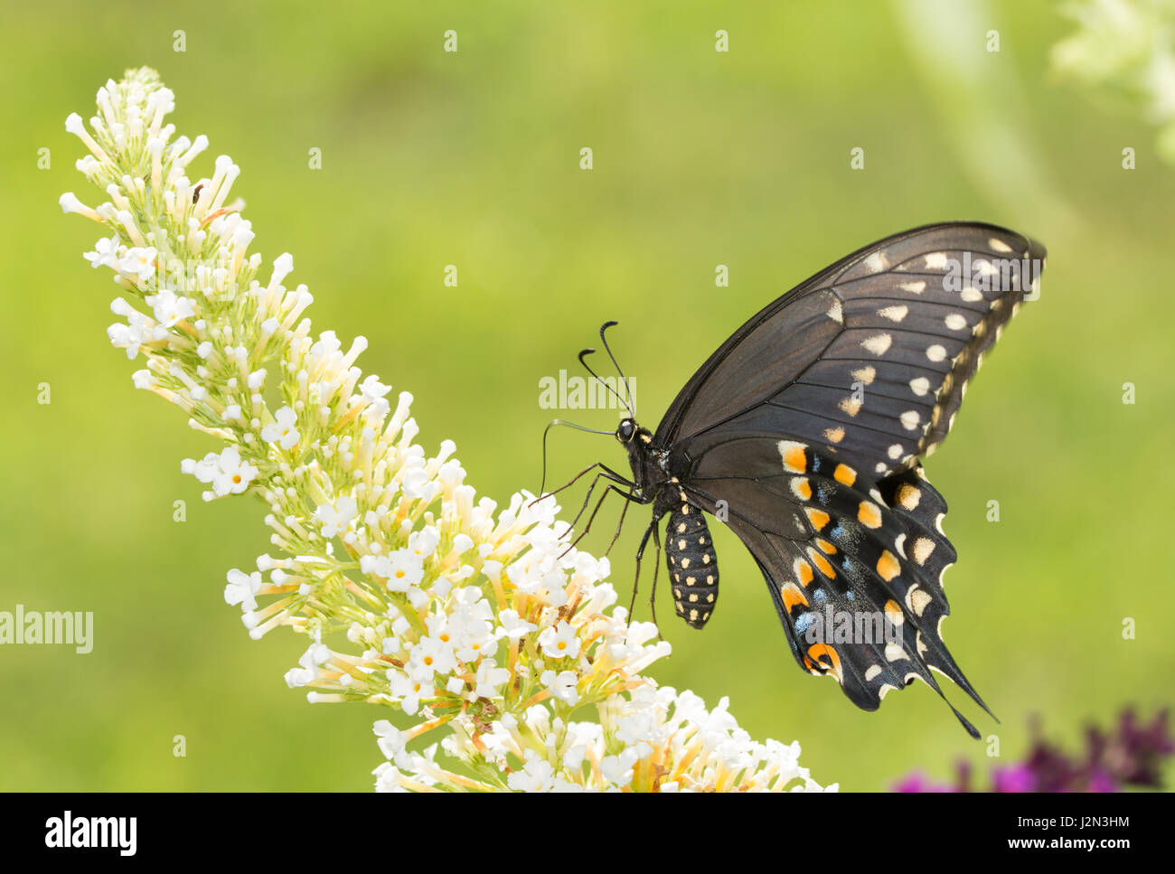 Schwarzen Schwalbenschwanz Schmetterling bestäuben eine weiße Blume Sommerflieder Stockfoto