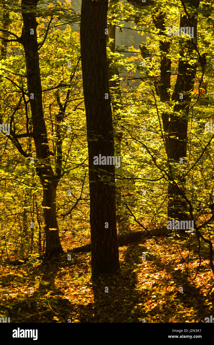 Licht am Herbst Sonnenaufgang, Cemerno Berg, Zentralserbien goldenen Wald Stockfoto