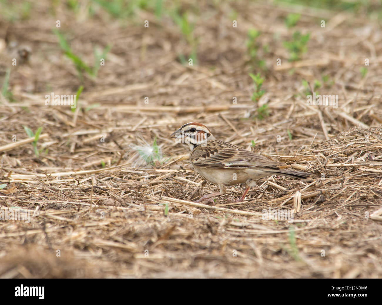Schöne Lerche Spatz mit Fett Markierungen auf dem Kopf auf dem Boden auf Nahrungssuche Stockfoto