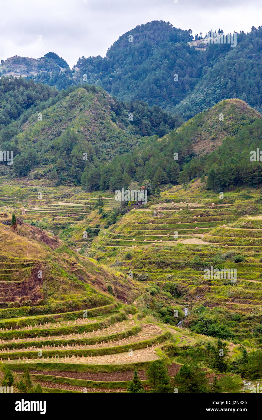 Guizhou, China.  Terrassenförmig angelegt, Landwirtschaft zwischen zwischen Zhaoxing und Kaili, nach der Reisernte. Stockfoto