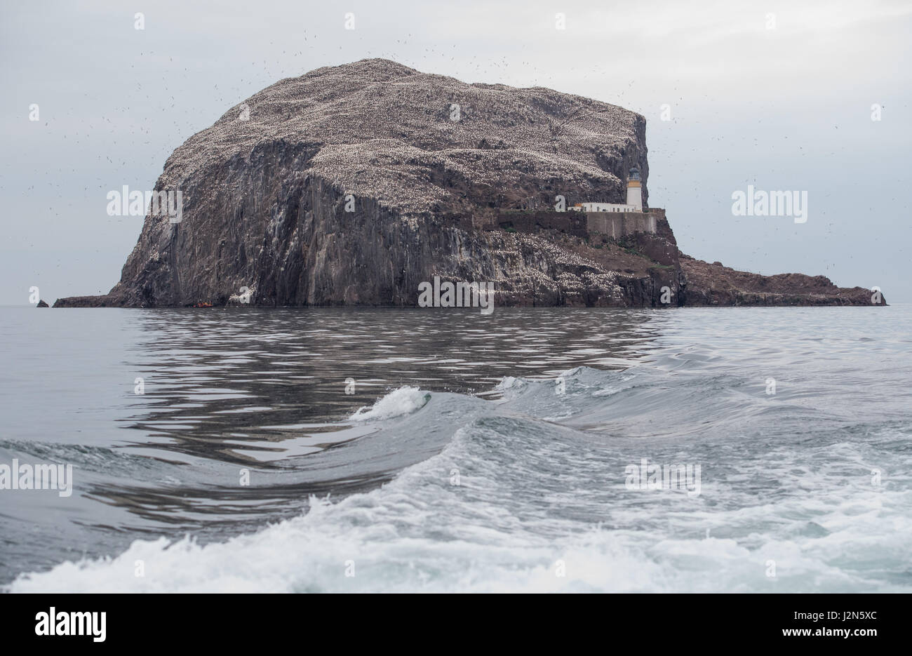 schottische Seevogel Zentrum Gannet Bass rock Tierwelt Stockfoto