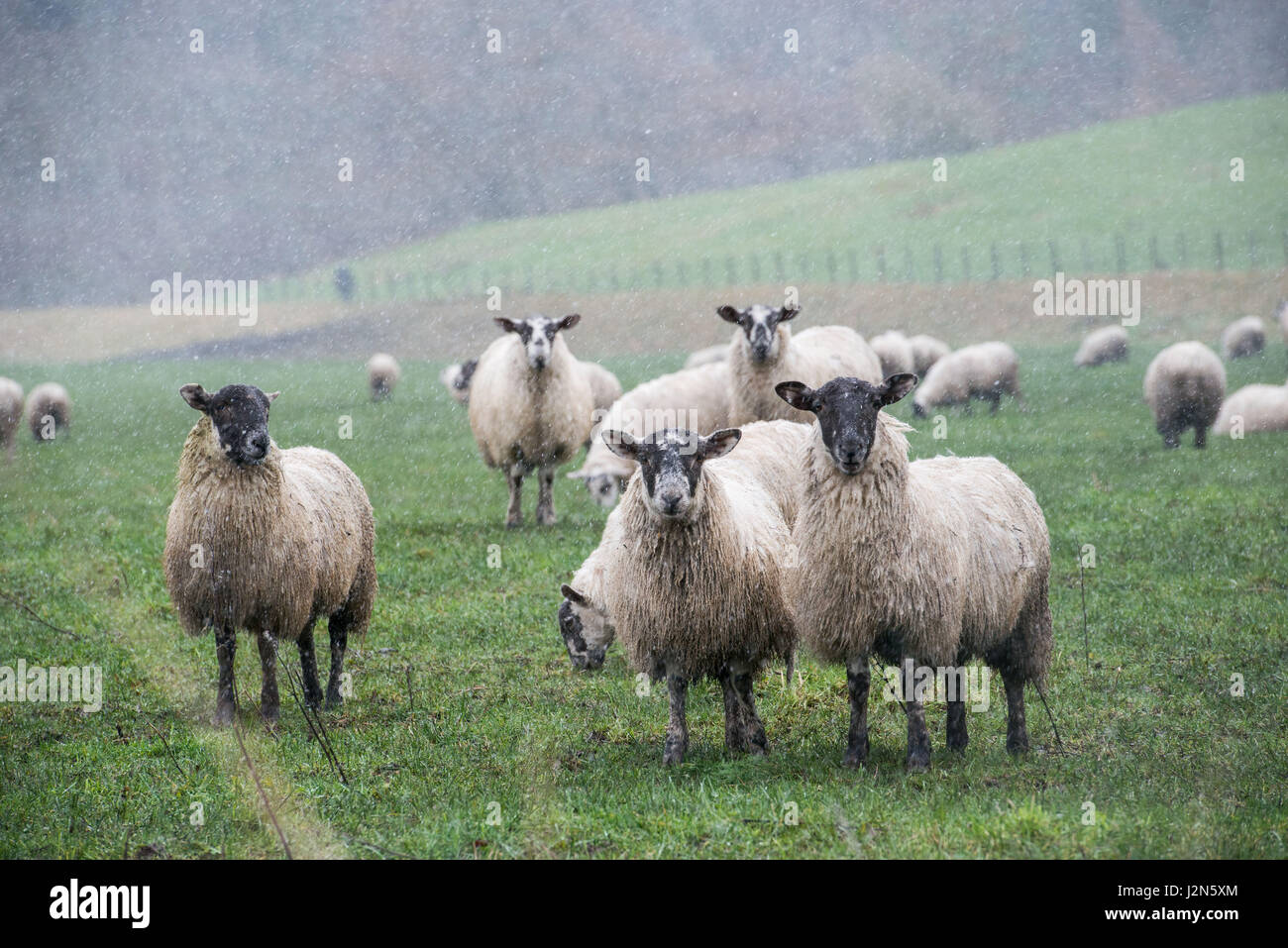 Wetter-, Graupel- und Schneevorhersage über Nacht, Schafe auf einem Feld in der Nähe von Innerleithen in der schottischen Grenze Stockfoto