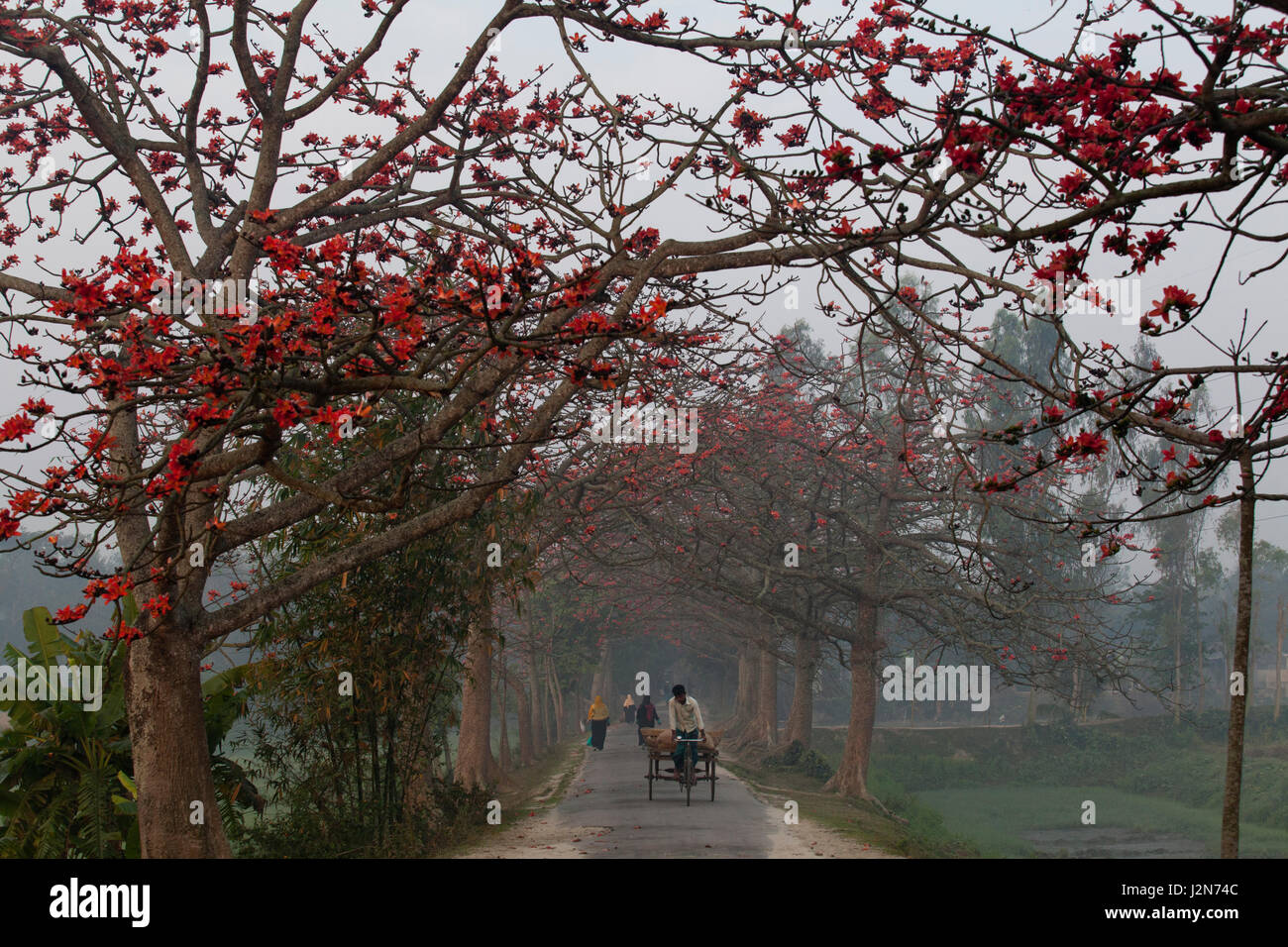 Rote Seide Baumwolle Blumen Bäume auch bekannt als Bombax Ceiba, Shimul beide Seiten einer Straße. Dhaka, Bangladesch. Stockfoto