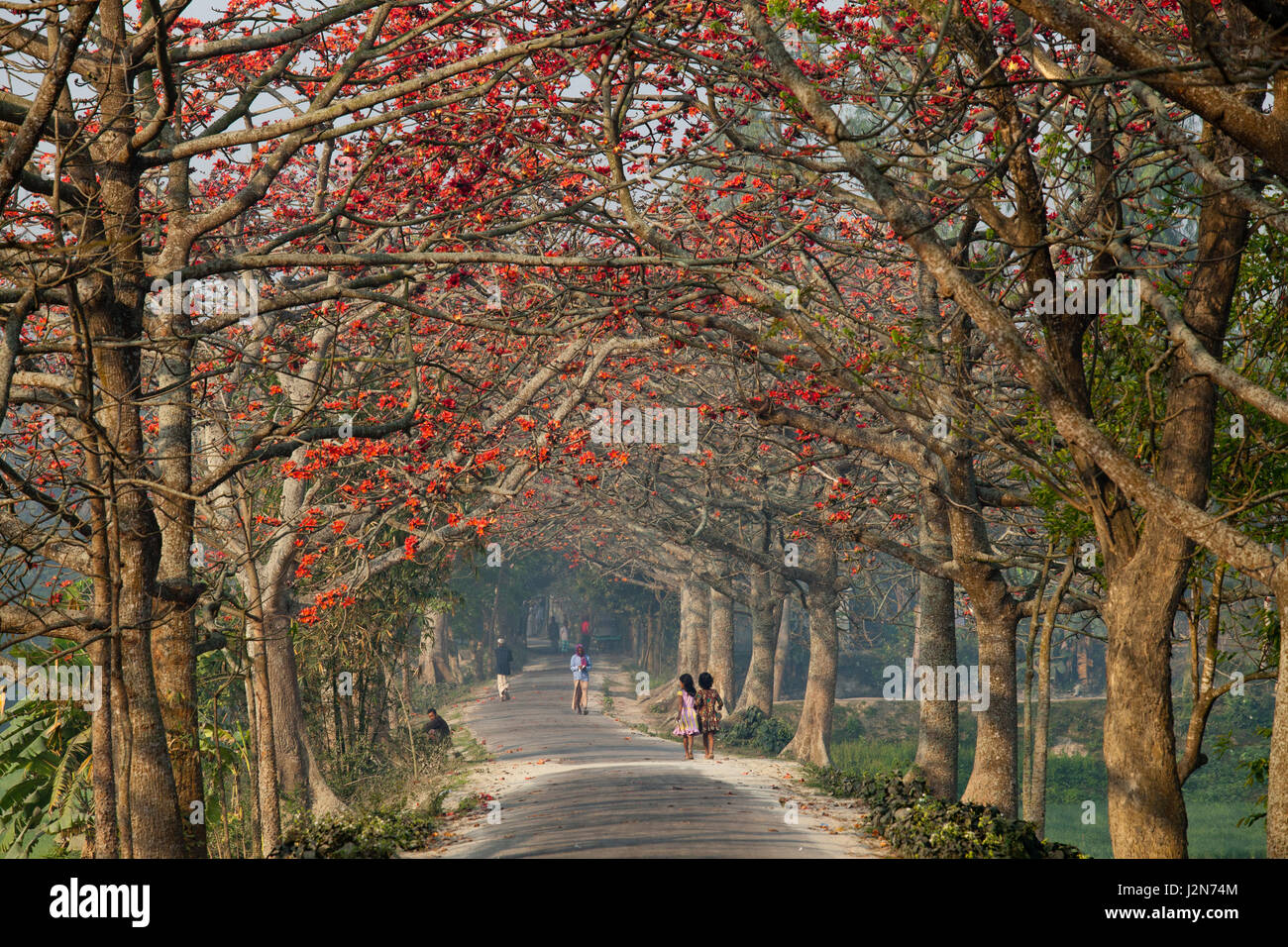 Rote Seide Baumwolle Blumen Bäume auch bekannt als Bombax Ceiba, Shimul beide Seiten einer Straße. Dhaka, Bangladesch. Stockfoto