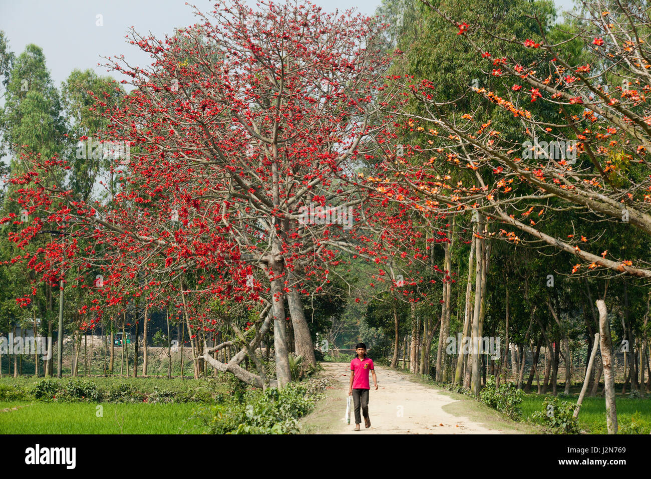 Rote Seide Baumwolle Blumen Bäume auch bekannt als Bombax Ceiba, Shimul beide Seiten einer Straße. Dhaka, Bangladesch. Stockfoto