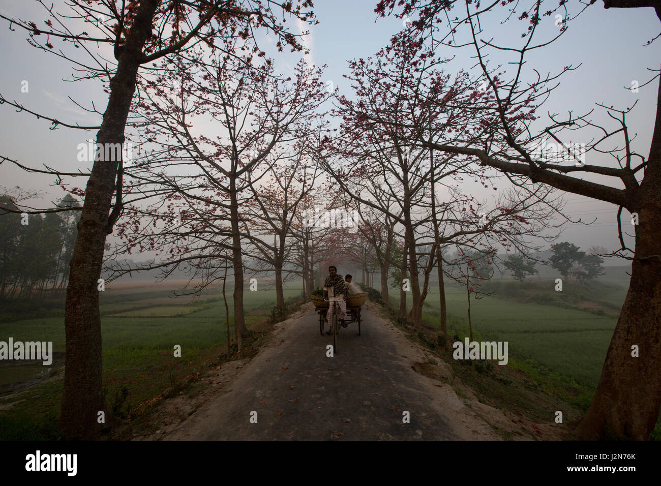 Rote Seide Baumwolle Blumen Bäume auch bekannt als Bombax Ceiba, Shimul beide Seiten einer Straße. Dhaka, Bangladesch. Stockfoto