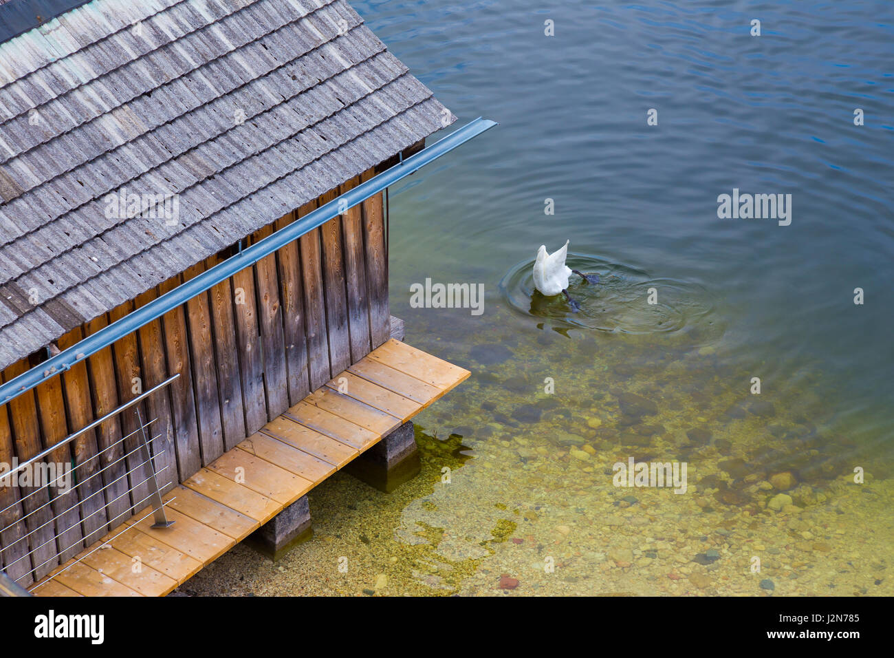 Weisser Schwan Jagd in der Nähe ein Docking-Haus durch Eintauchen der Kopf unter Wasser zu fangen Fische, seine Füße und Heck zeigt nach oben Stockfoto