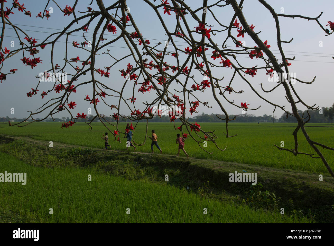 Rote Seide Baumwolle Blume auch bekannt als Bombax Ceiba Shimul. Dhaka, Bangladesch. Stockfoto