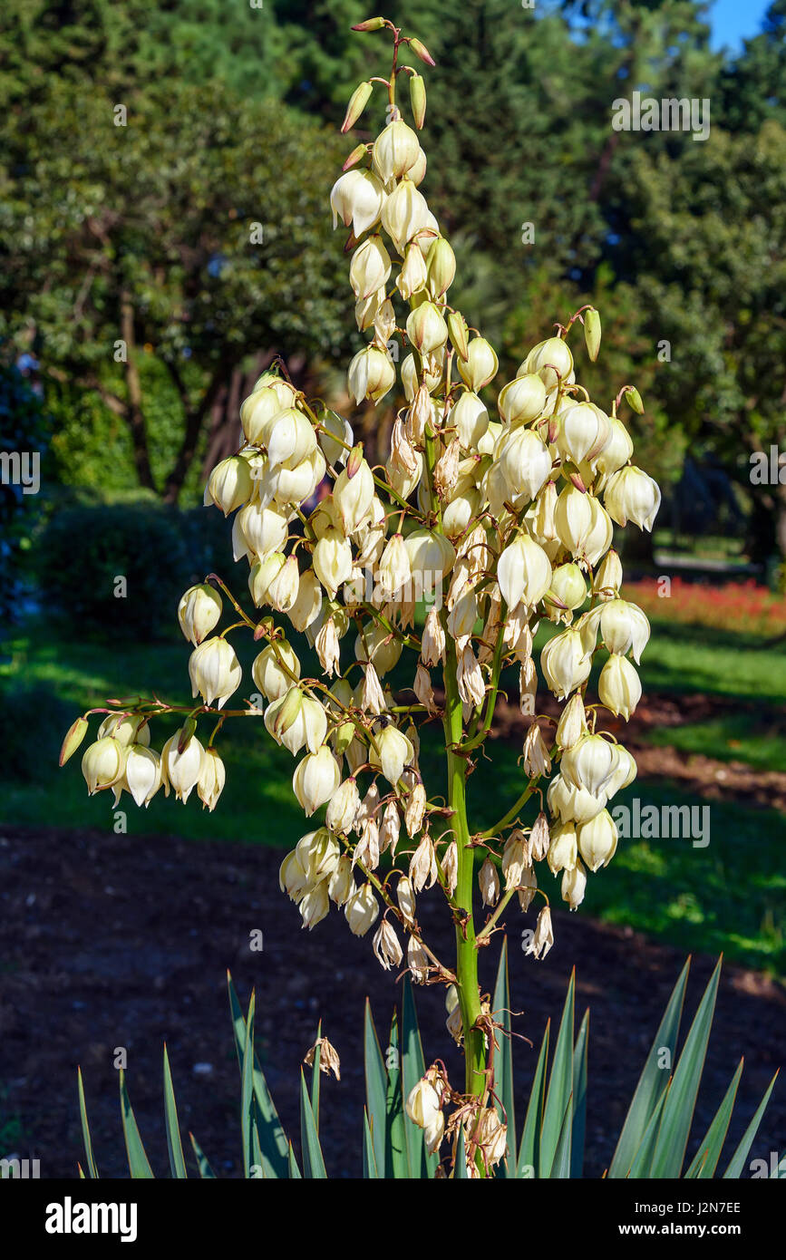 Yucca flower Fotos und Bildmaterial in hoher Auflösung Alamy