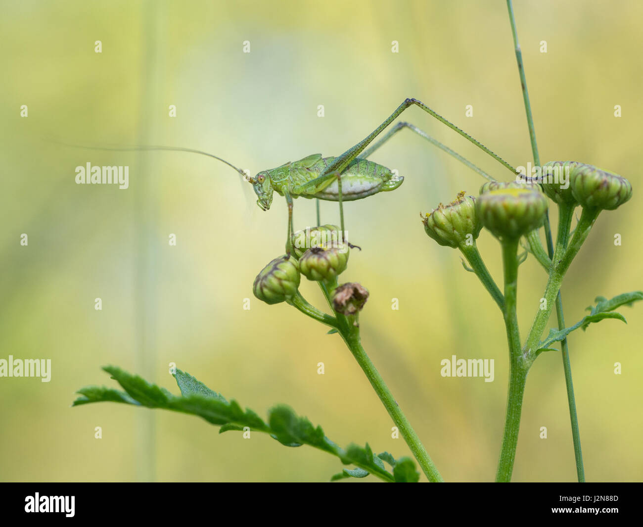 Sichel-Lager Bush-Cricket, Phaneroptera falcata Stockfoto