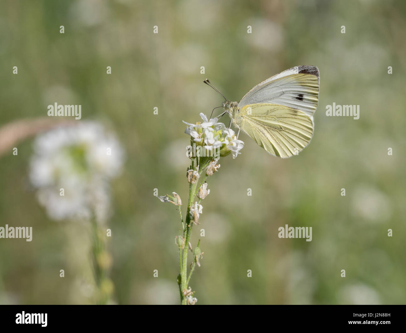 Große weiße, Pieris brassicae Stockfoto