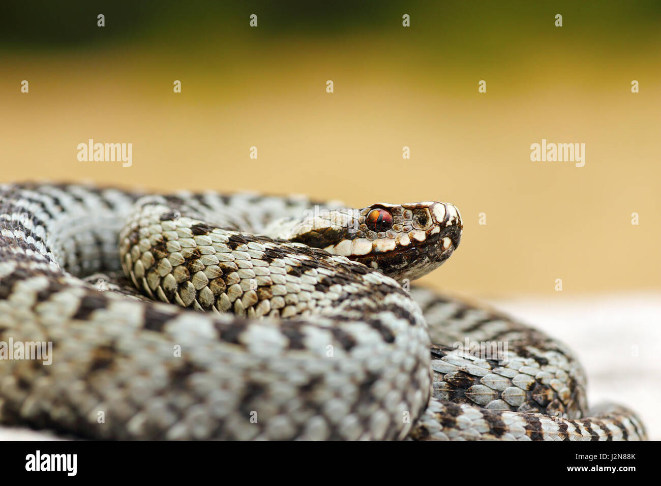Nahaufnahme eines männlichen gemeinsame gekreuzten Viper, eine weit verbreitete gefährliche Schlange (Vipera Berus) Stockfoto