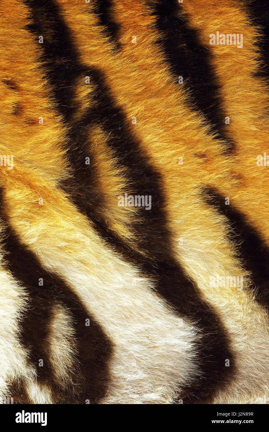 Nahaufnahme von Tigerstreifen auf Tierhaare, natürliche reale Struktur für Ihr design Stockfoto