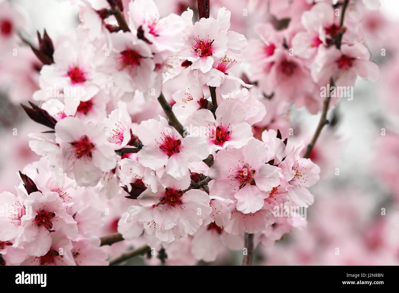 Detail des japanischen Kirschbaum violett Blumen Stockfoto