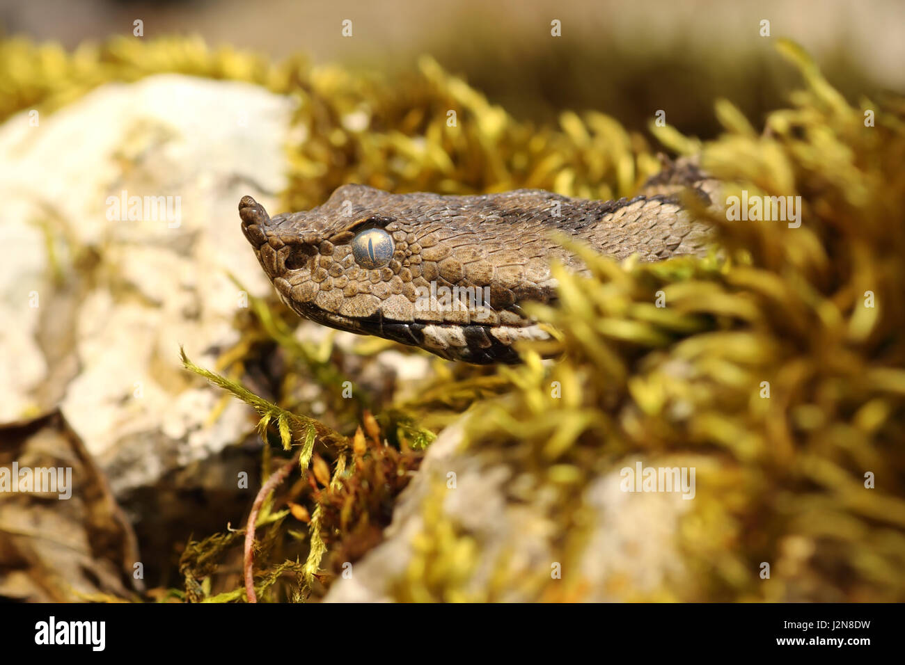 Makro-Porträt der Nase Hornotter (Vipera Ammodytes) sonnen sich im natürlichen Lebensraum auf bemoosten Felsen Stockfoto