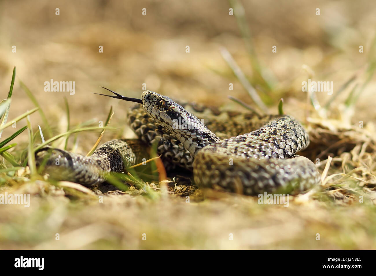schöne männliche Wiesenotter bereit zu beißen, ist dies eine der seltensten Arten von Schlangen in Europa aufgeführt als gefährdet in der Liste der IUCN (Vipera Ursinii r Stockfoto