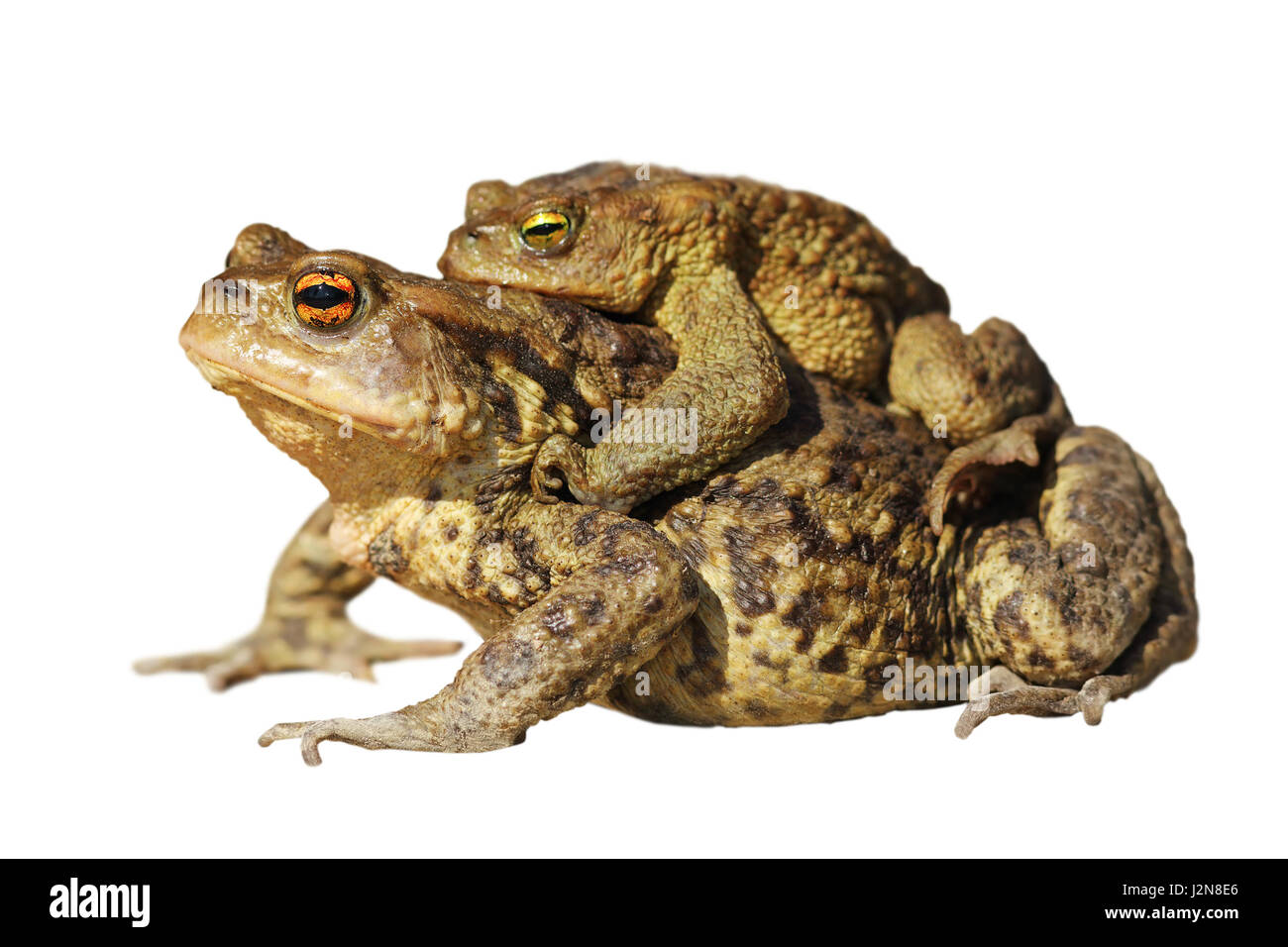 Paarung gemeinsame Kröten isoliert auf weißem Hintergrund (Bufo) Stockfoto