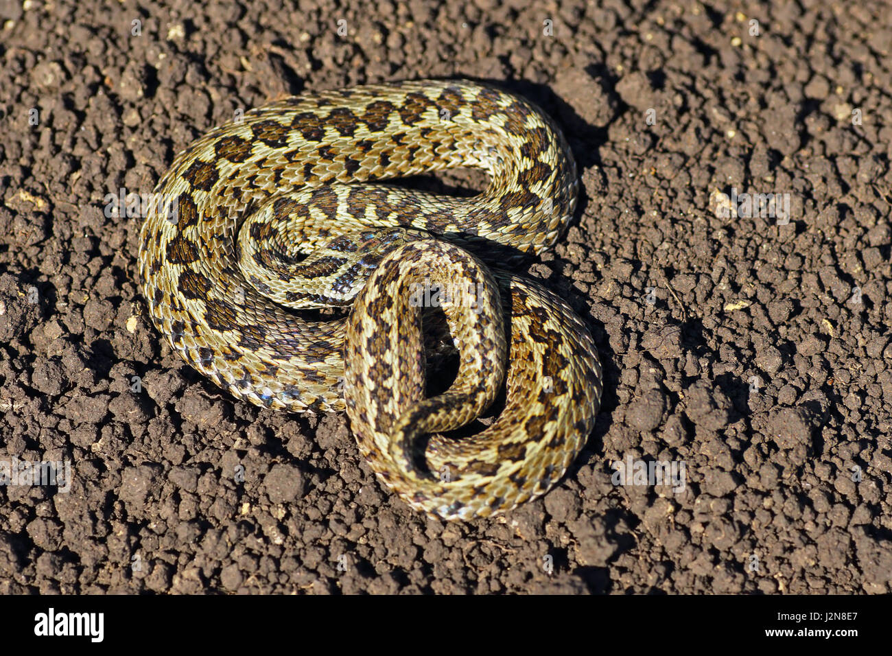 Wiesenotter auf dem Boden (Vipera Ursinii Rakosiensis), einer der seltensten Schlangen in Europa, als vom Aussterben bedrohte Arten aufgeführt Stockfoto