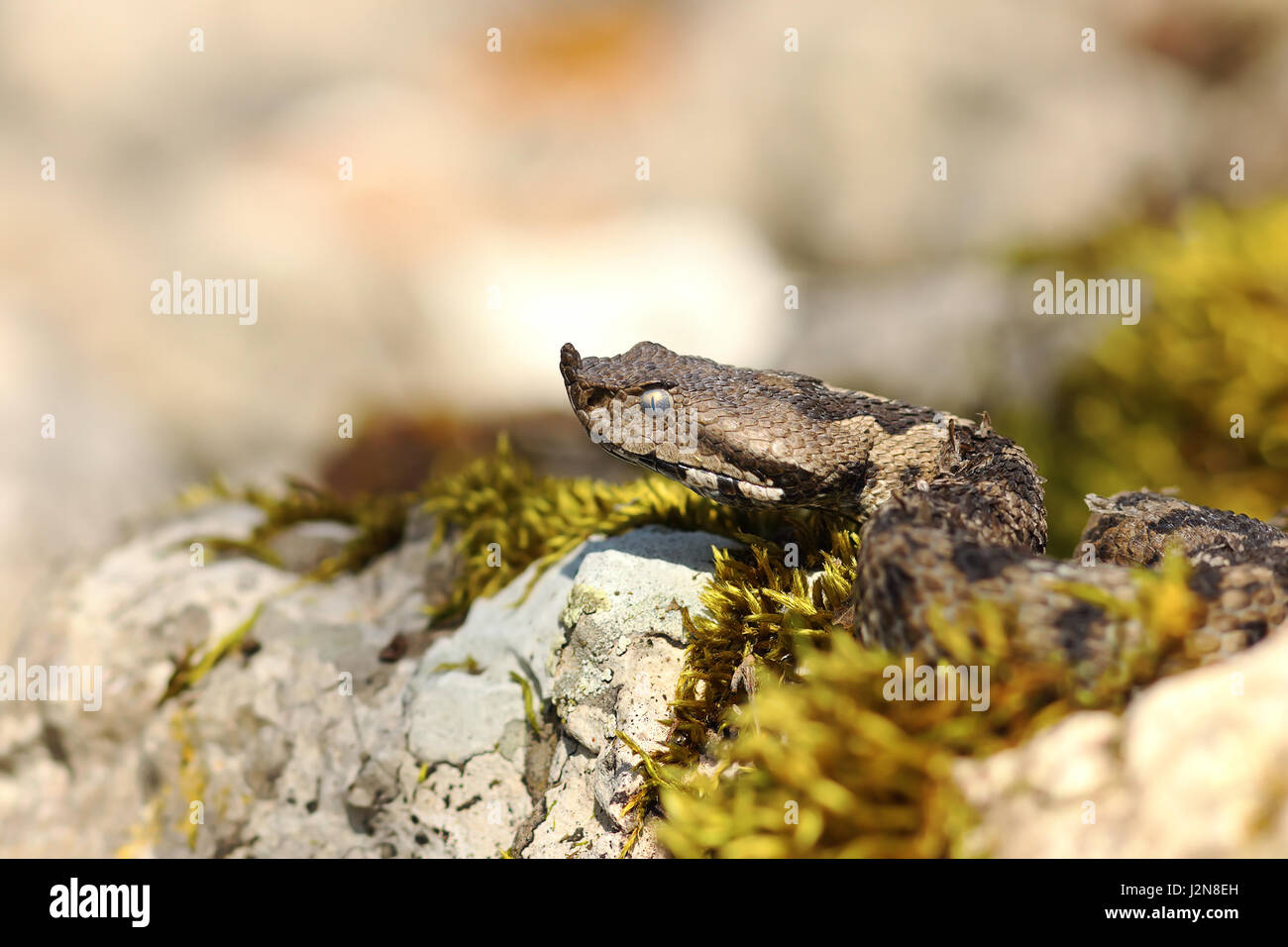 Nase Hornotter Porträt im natürlichen Lebensraum (Vipera Ammodytes) Stockfoto