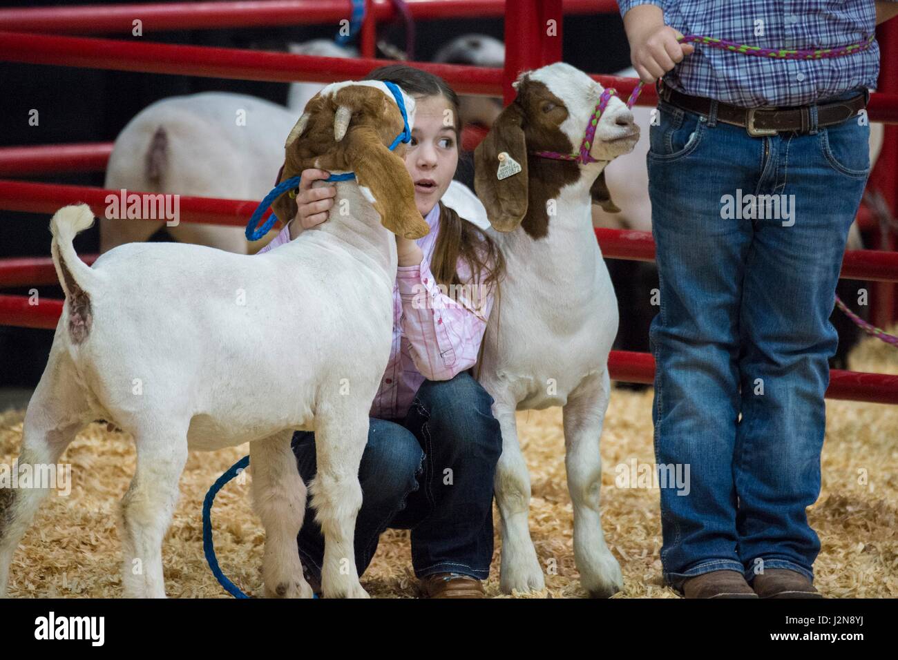 Kleine Kinder stehen neben ihrer ausgezeichneten Ziegen während der American Royal Vieh Jahresausstellung und Rodeo in der Kemper Arena 28. April 2017 in Kansas City, Missouri. Stockfoto