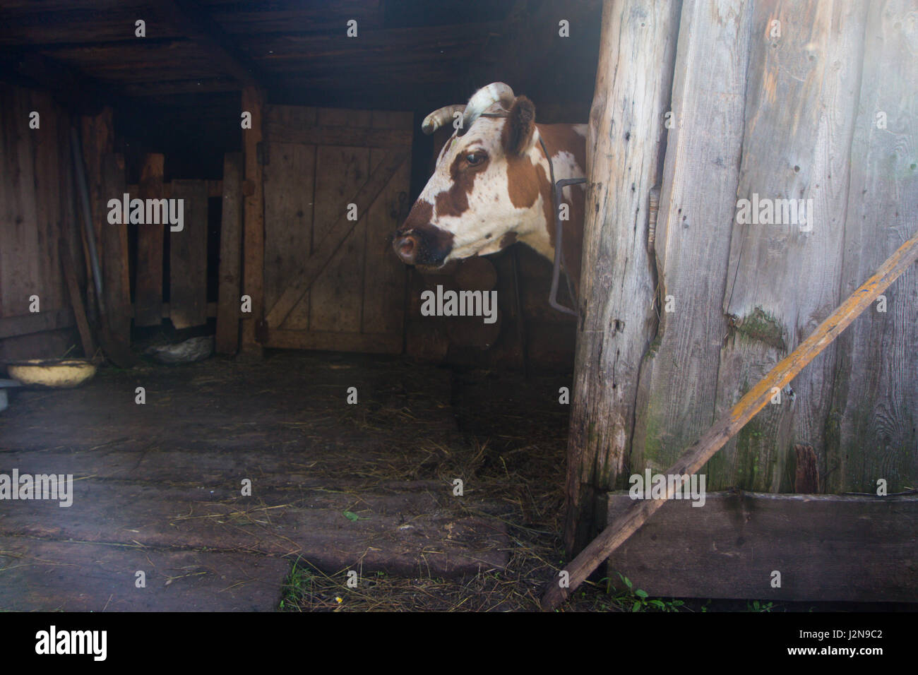 eine Kuh in einem Holzhaus Stockfoto