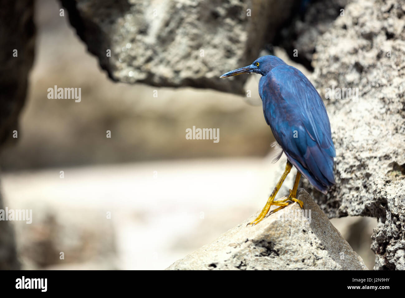 Schwarzer Vogel Raben auf dem Stein Stockfoto