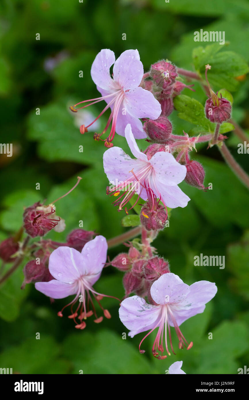 Nahaufnahme der Frühlingsblumen der Balkan Storchschnabel, Geranium Macrorrhizum "Ingwersen Vielfalt" Stockfoto