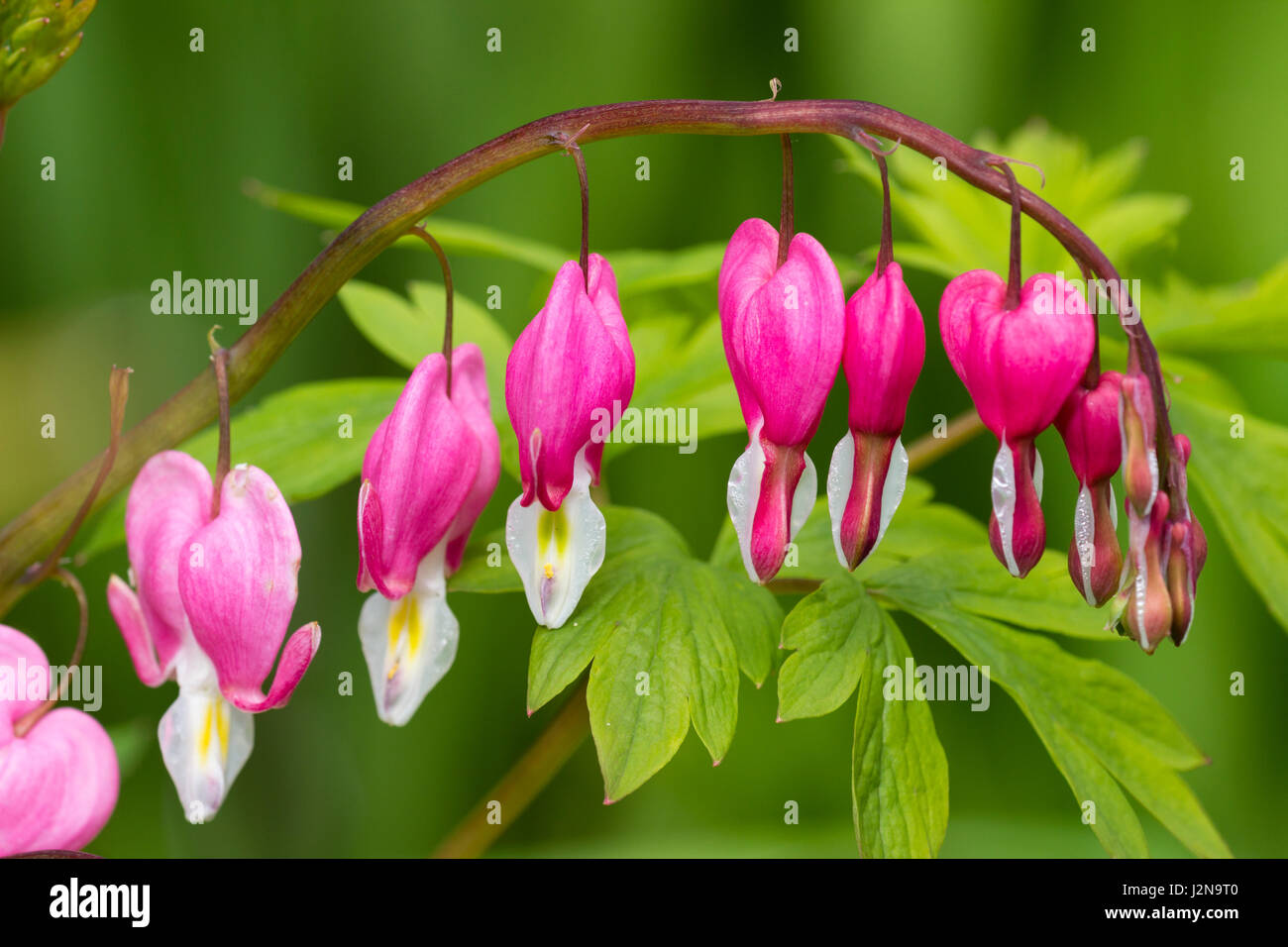 Nahaufnahme der Frühlingsblumen des blutenden Herzens, Lamprocapnos spectablis Stockfoto