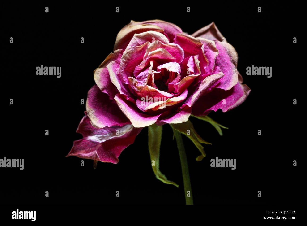 Lila trocken Rose auf schwarzem Hintergrund isoliert Stockfoto