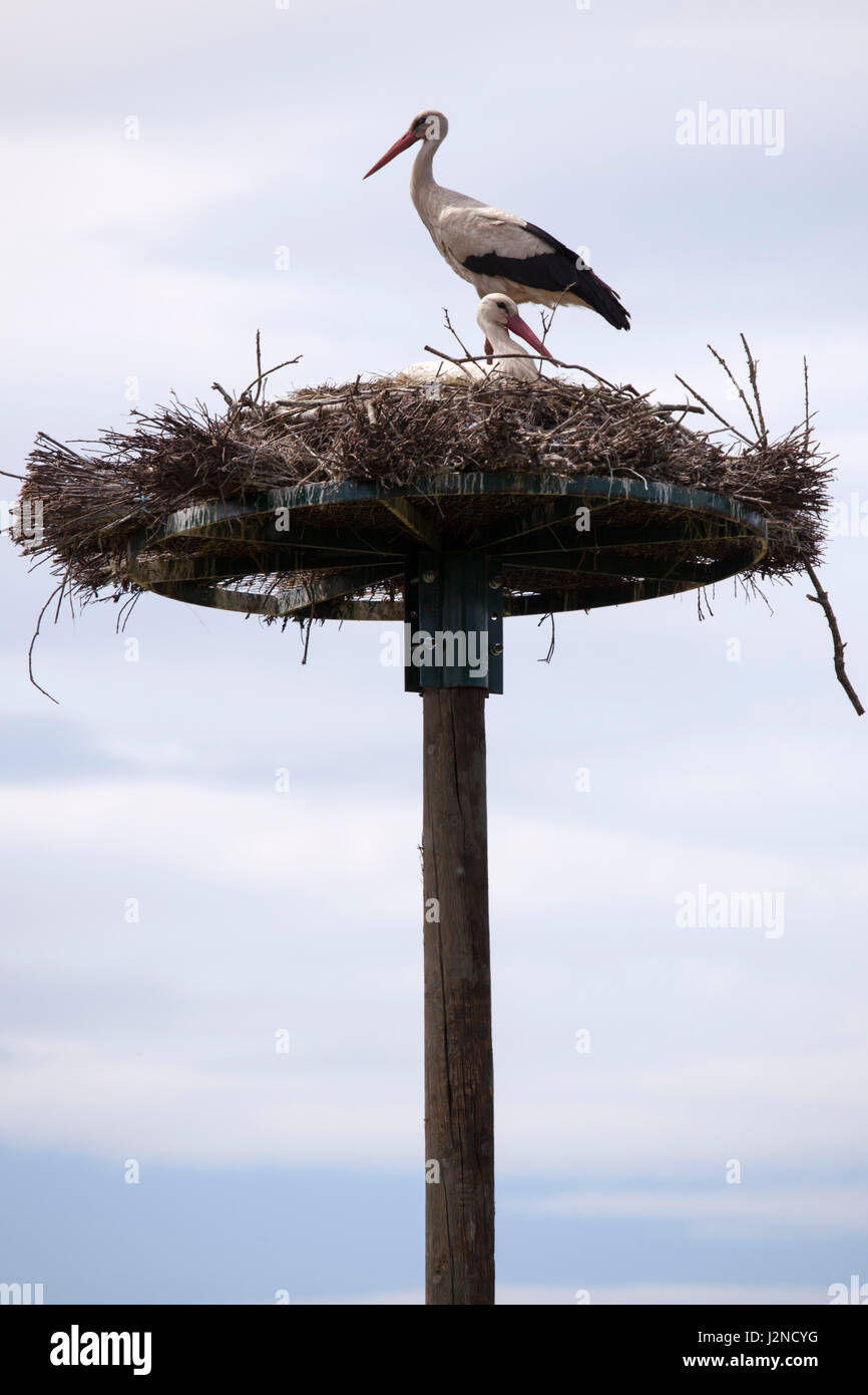 Im Monbardon Nassbereich (Hossegor - Frankreich), ein Storch auf dem Nest stehend. Dans Les Barthes de Monbardon (Hossegor) Cigogne Dans Son Nid. Stockfoto