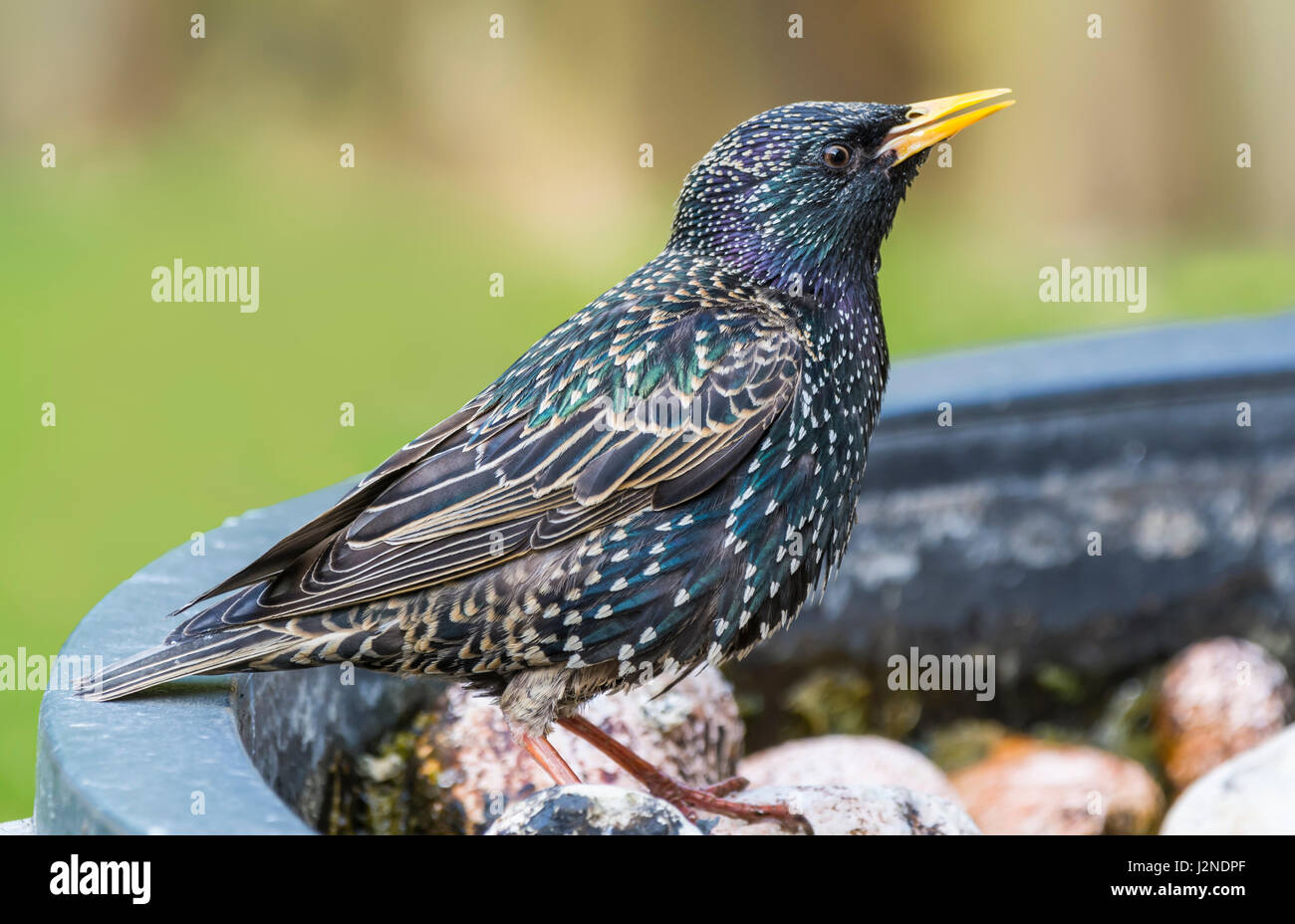 Erwachsene Frau gemeinsame Star (Sturnus vulgaris) Vogel im Sommer Gefieder im Frühjahr in West Sussex, England, UK. Stockfoto