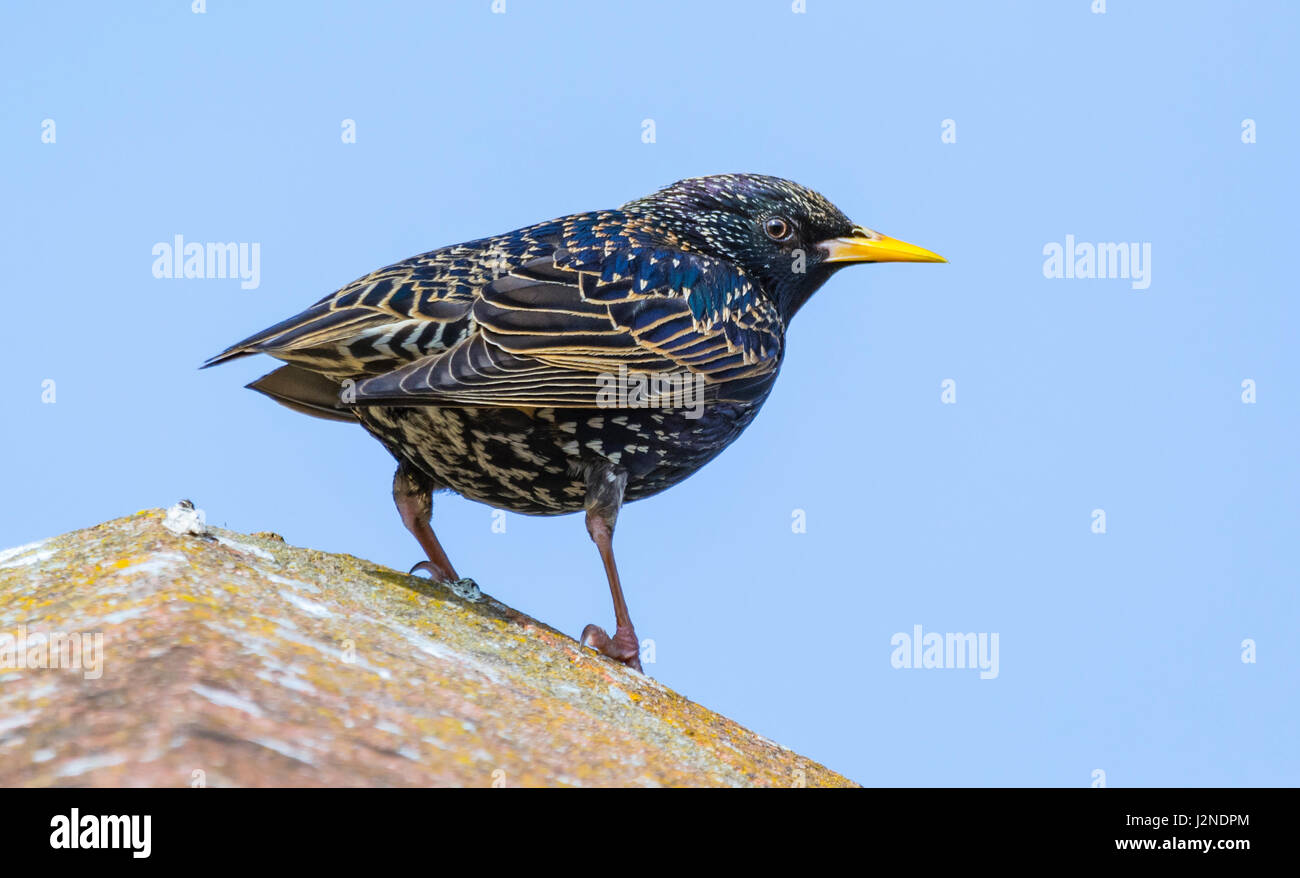 Erwachsene Frau gemeinsame Star (Sturnus vulgaris) Vogel im Sommer Gefieder im Frühjahr thront in West Sussex, England, UK. Stockfoto
