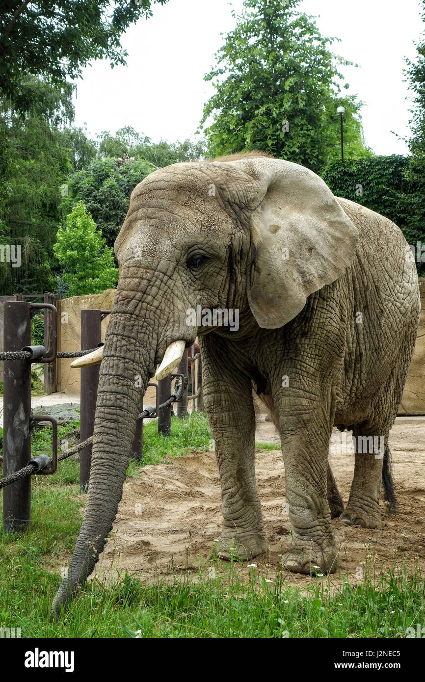 Close-up Tierfotografie. Afrikanische Elefanten zu Fuß langsam Schritt. Stockfoto