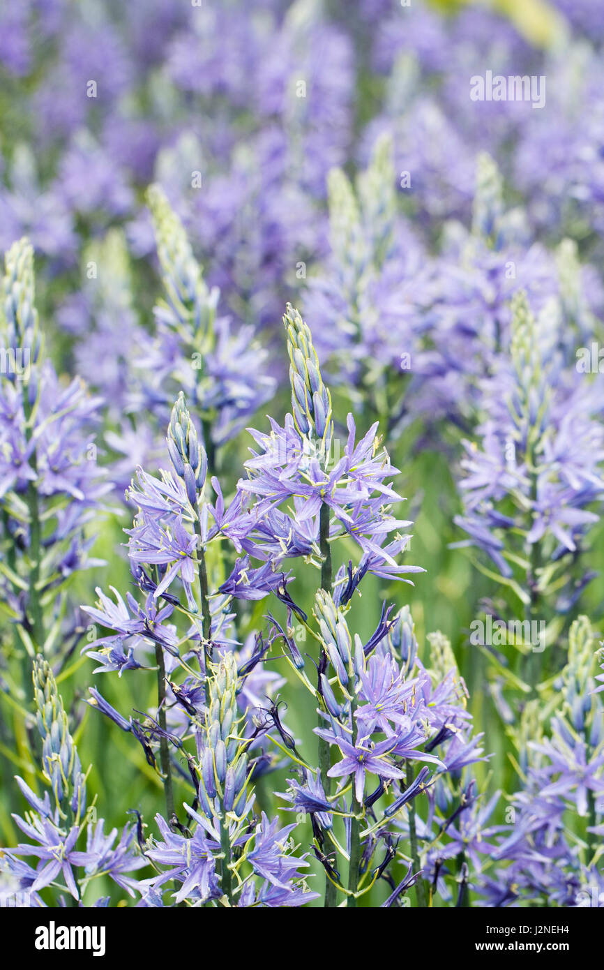 Camassia Leichtinii Subspecies Suksdorfii Blüten im Frühjahr. Stockfoto