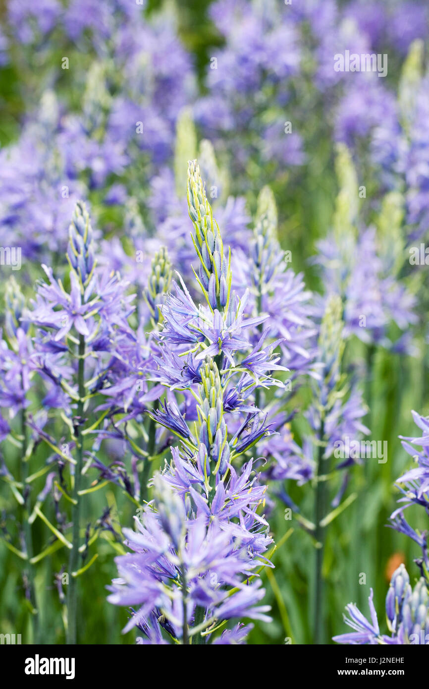 Camassia Leichtinii Subspecies Suksdorfii Blüten im Frühjahr. Stockfoto