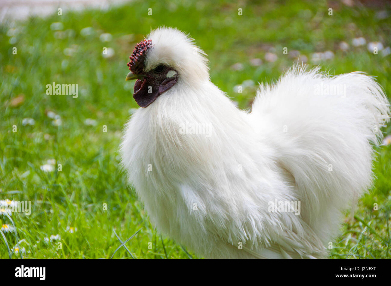 Das Silkie ist eine Rasse von Huhn, benannt nach seiner untypisch flauschigen Gefieder, die wie Seide fühlen soll, und satin. Stockfoto