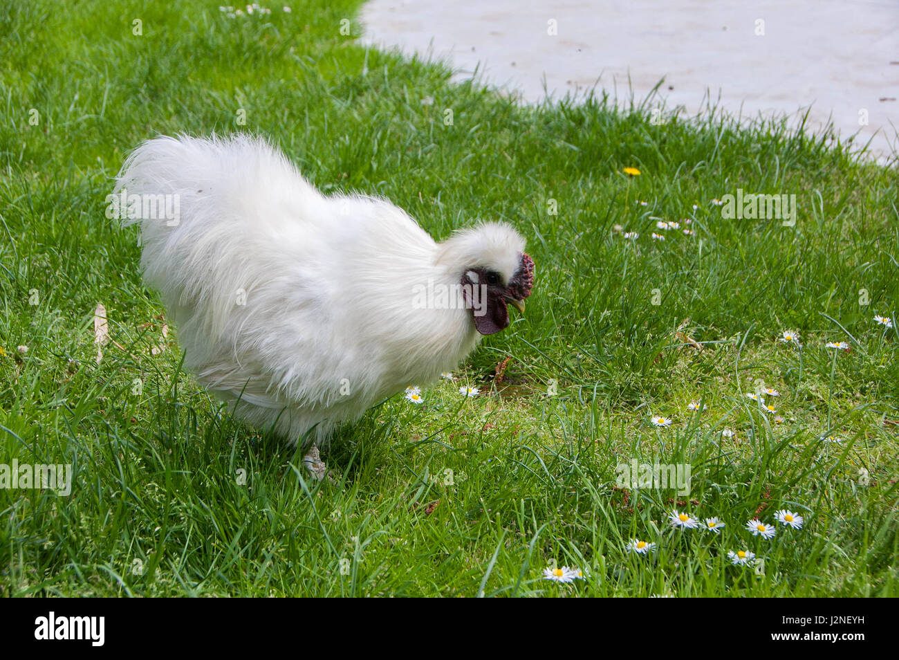 Das Silkie ist eine Rasse von Huhn, benannt nach seiner untypisch flauschigen Gefieder, die wie Seide fühlen soll, und satin. Stockfoto