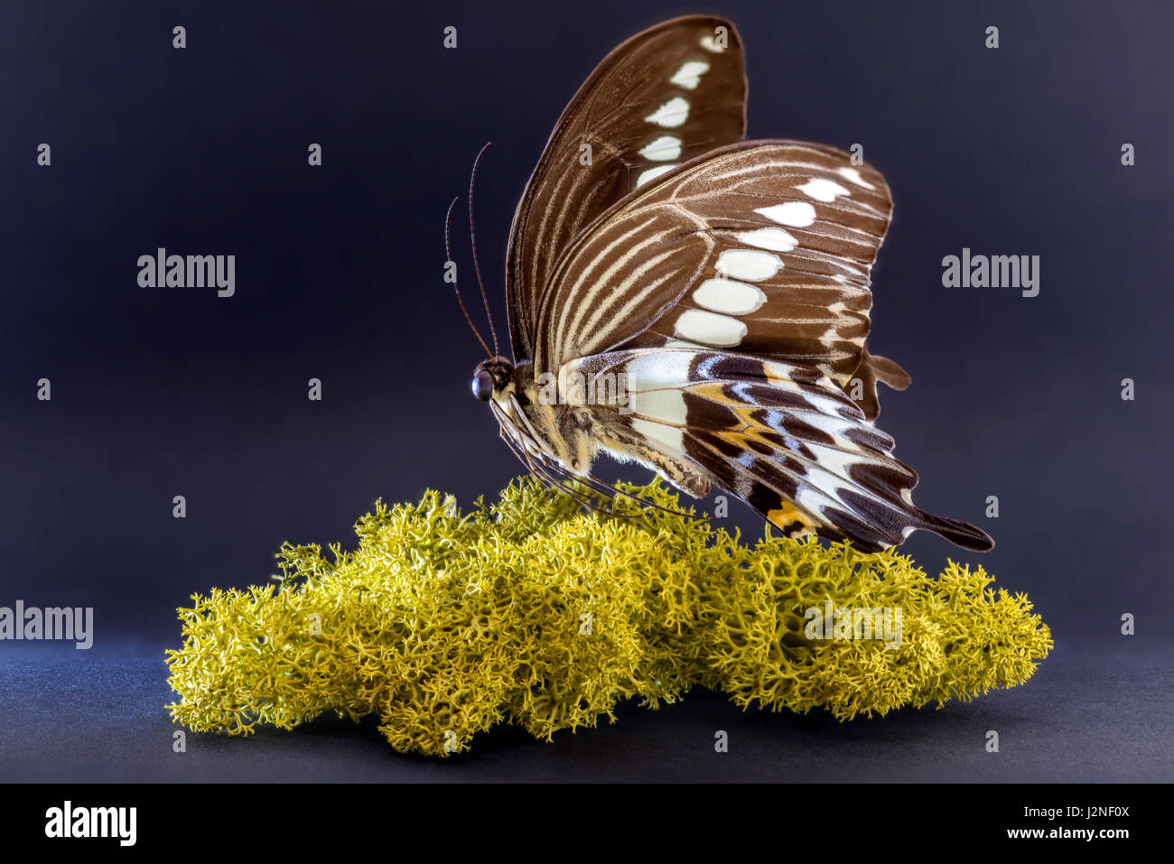 Indonesisch (Papilio Gigon) Schwalbenschwanz Probe auf finnischen Moos, spot beleuchtet und isoliert gegen Studio-Hintergrund festlegen. Stockfoto