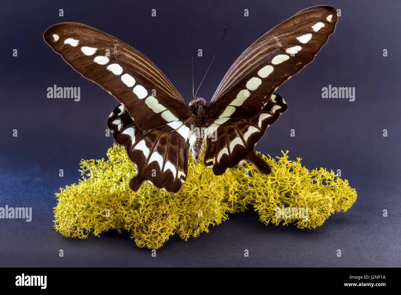 Indonesisch (Papilio Gigon) Schwalbenschwanz Probe auf finnischen Moos, spot beleuchtet und isoliert gegen Studio-Hintergrund festlegen. Stockfoto