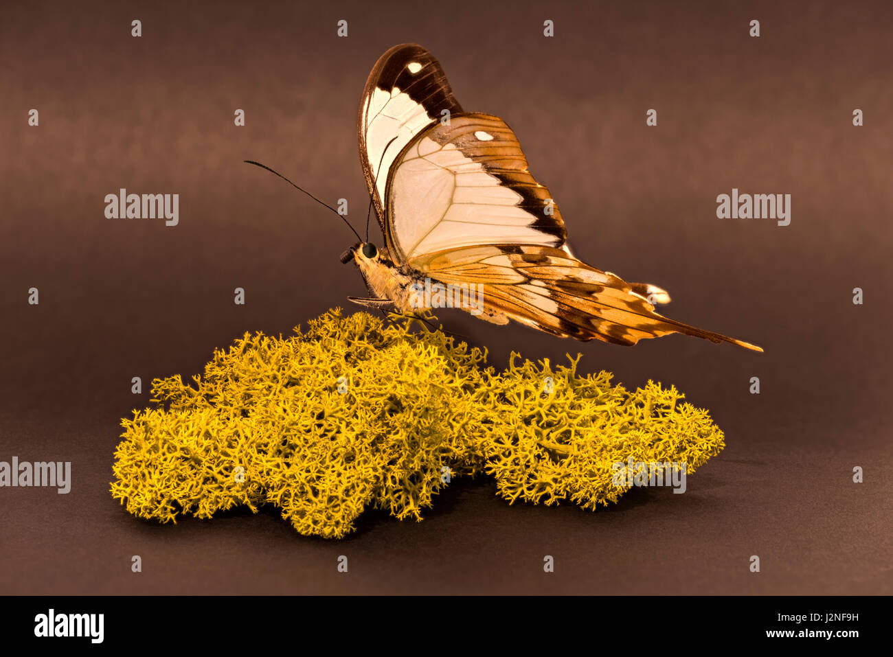 Madagaskar Mocker Schwalbenschwanz (Papilio Dardanus Meriones) Probe auf finnischen Moos, spot beleuchtet und isoliert gegen Studio-Hintergrund festlegen. Stockfoto