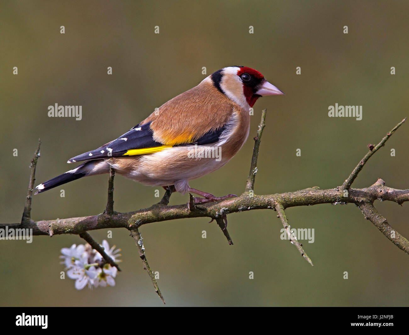 Europäische Stieglitz Blackthorn gehockt Stockfoto
