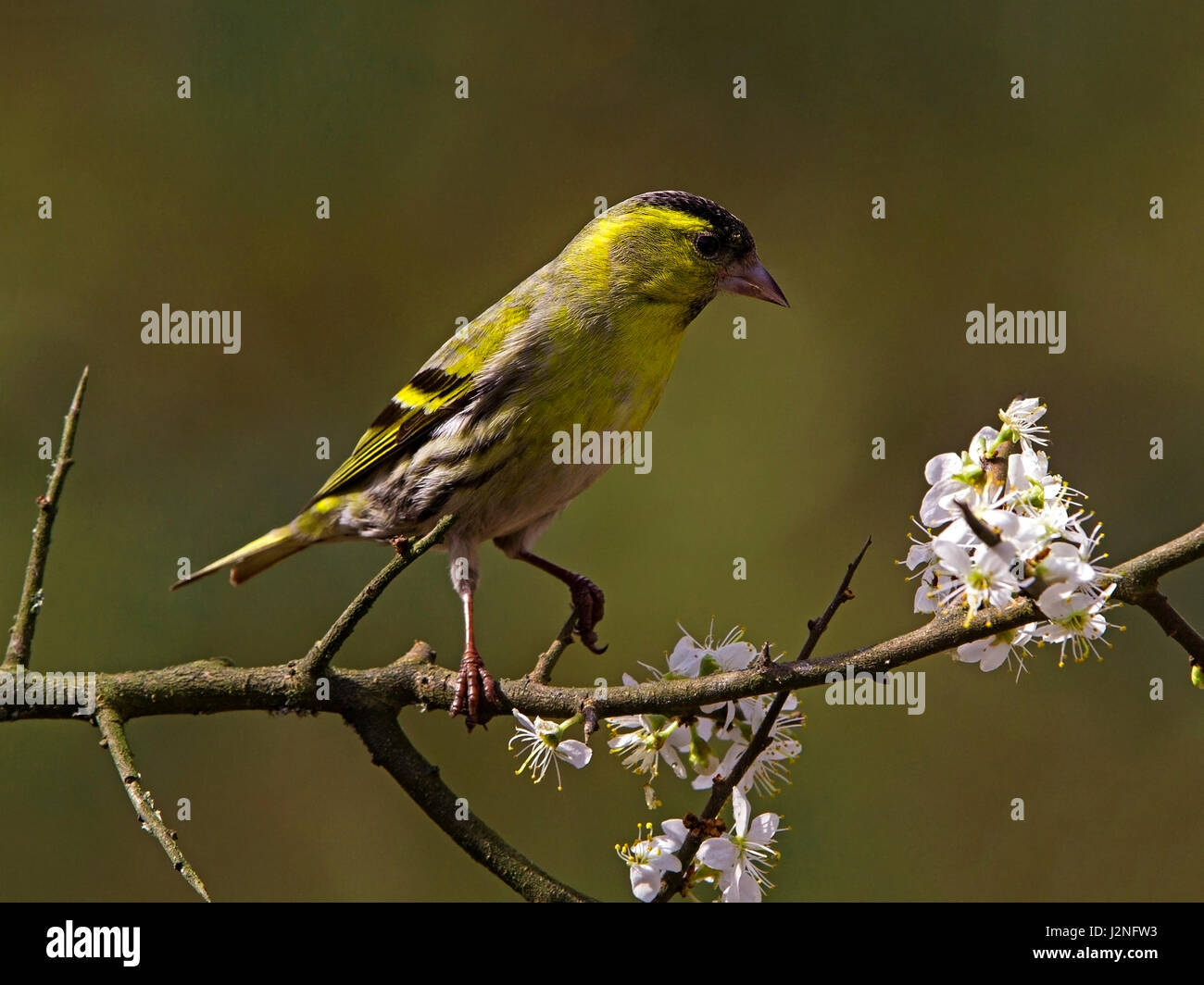 Männliche eurasischen Zeisig Blackthorn gehockt Stockfoto