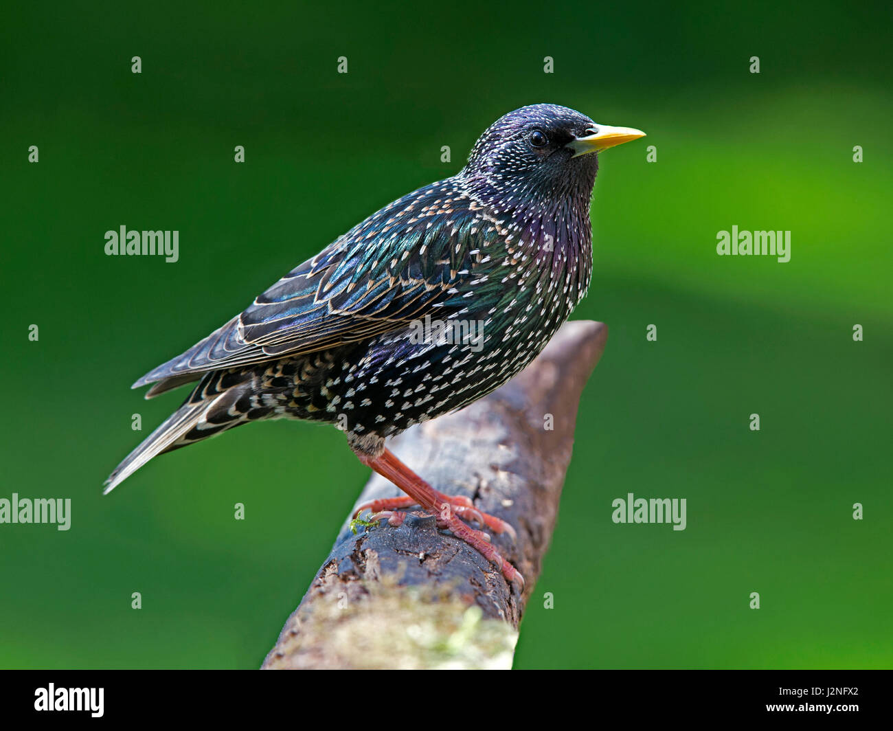Gemeinsamen Starling thront auf Zweig Stockfoto