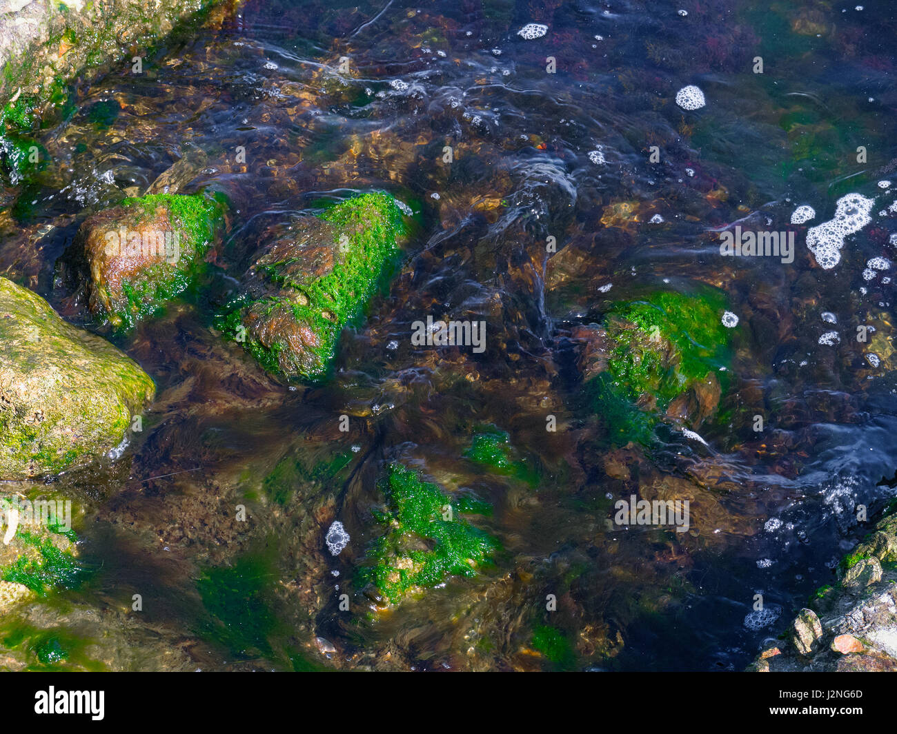 Die großen Felsen und grünen Algen im Meer Stockfoto