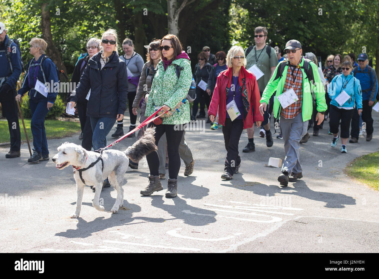 Cottingham, UK. 30. April 2017. Dove House Sponsored Walk - Geldbeschaffung um Taube Haus Hospiz, eine Wohltätigkeitsorganisation, die Betreuung von unheilbar kranken Patienten zu unterstützen. Bildnachweis: Matthew Appleyard/Alamy Live-Nachrichten Stockfoto