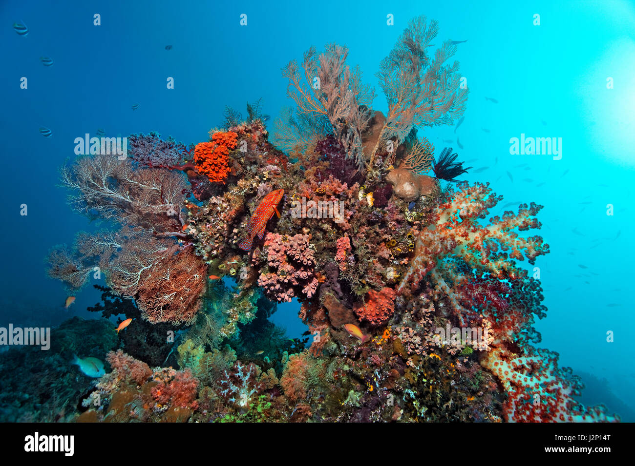 Korallenblock dicht bedeckt mit verschiedenen Korallen, Vermillion Seebarsch (Cephalopholis Miniata), Raja Ampat, Papua Barat, West-Papua Stockfoto