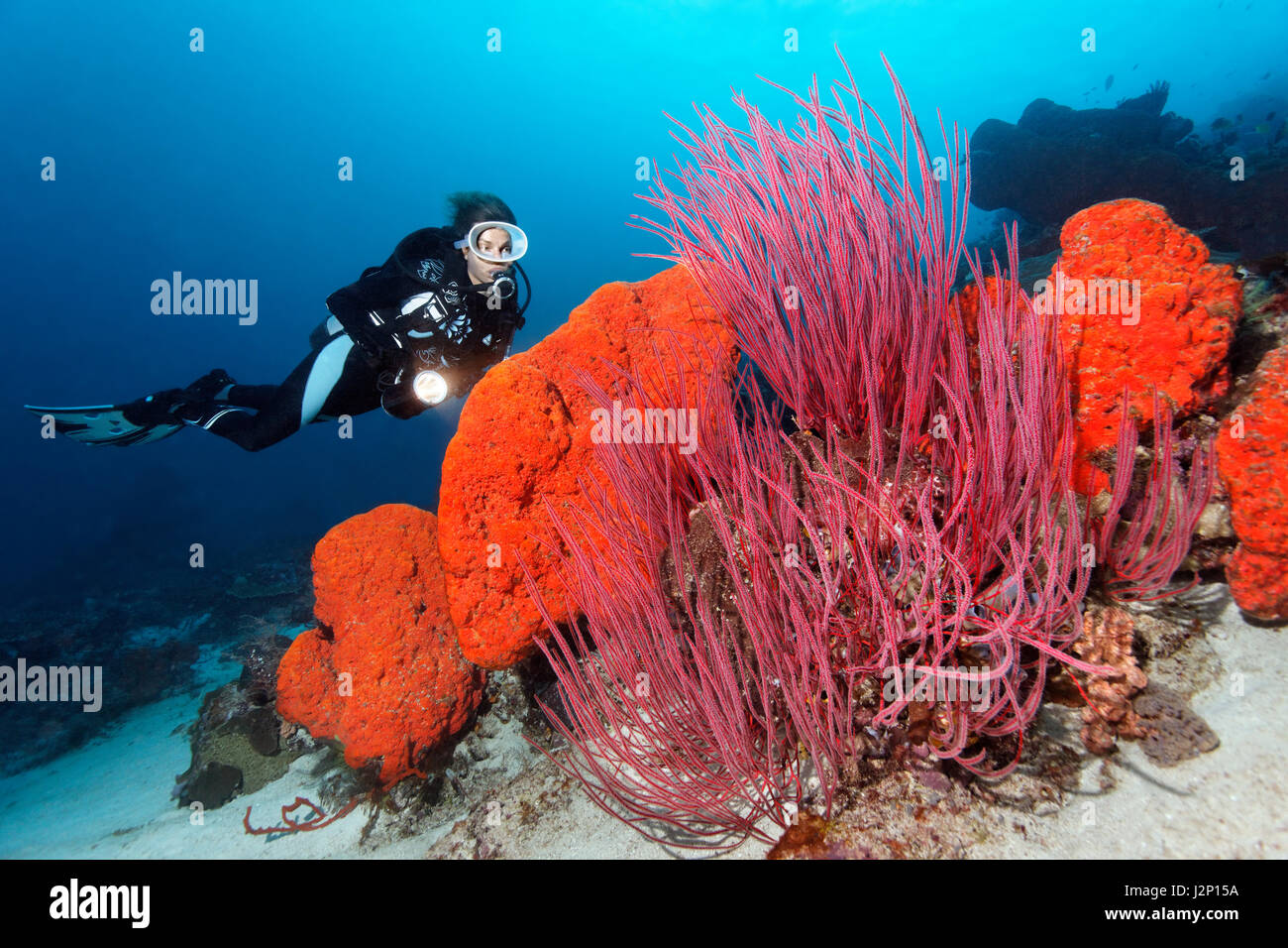 Taucher sucht auf der orangefarbenen Elefanten Ohr Schwamm (Agelas Clathrodes) und die Rote Peitsche Korallen (Ellisella Ceratophyta) Stockfoto
