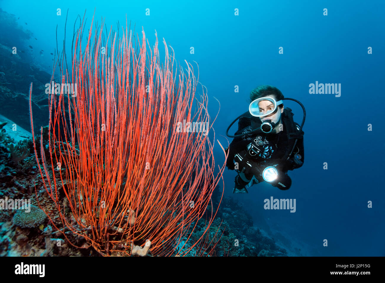 Taucher im roten Peitsche Coral (Ellisella Ceratophyta) am Steilhang, Raja Ampat, Papua Barat, West-Papua, Pazifik, Indonesien Stockfoto