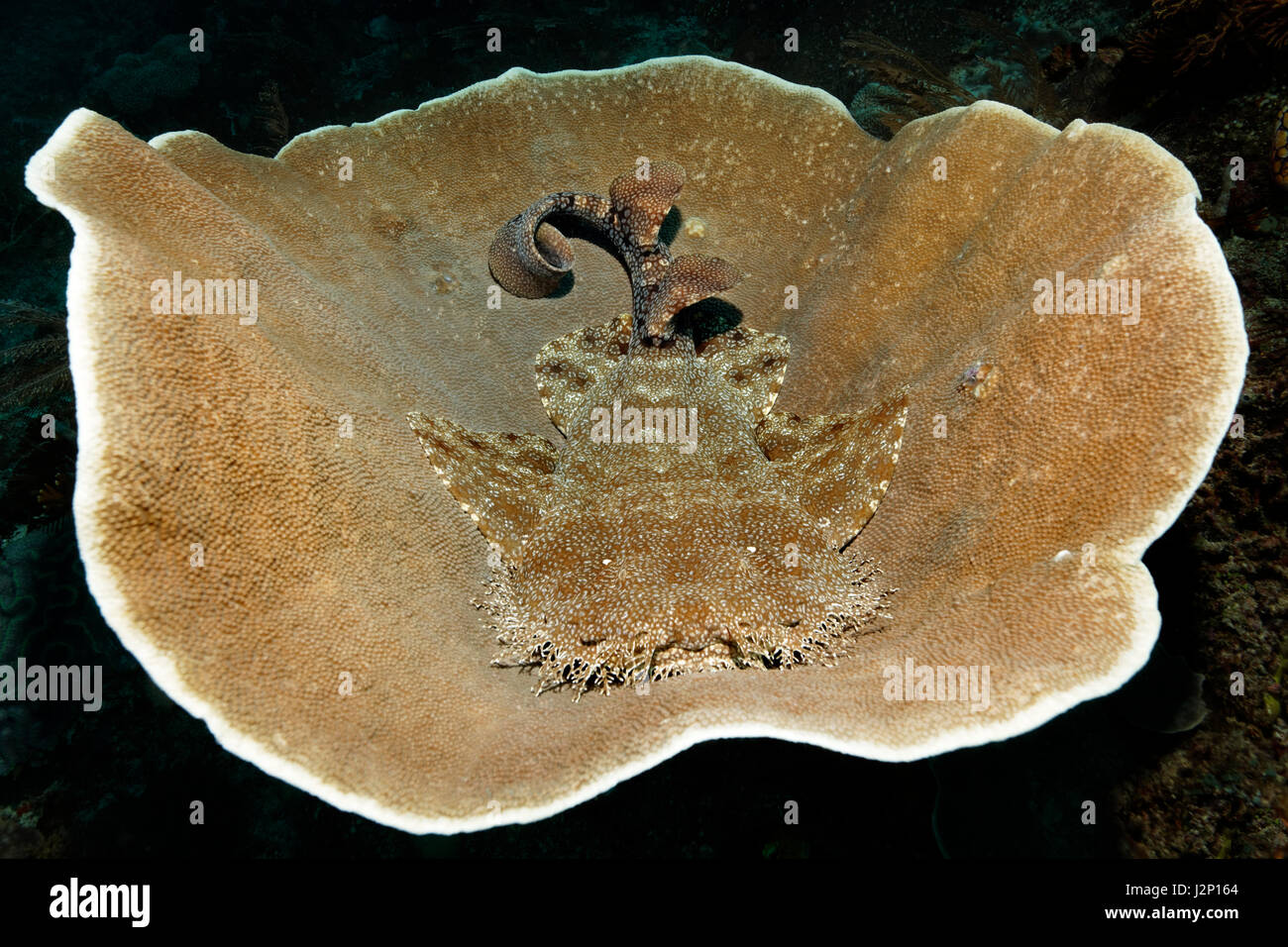 Fransigen Wobbegong (Eucrossorhinus Dasypogon) liegen auf Deck Korallen (Coscinarea Macneilli), Raja Ampat, Papua Barat, West-Papua Stockfoto