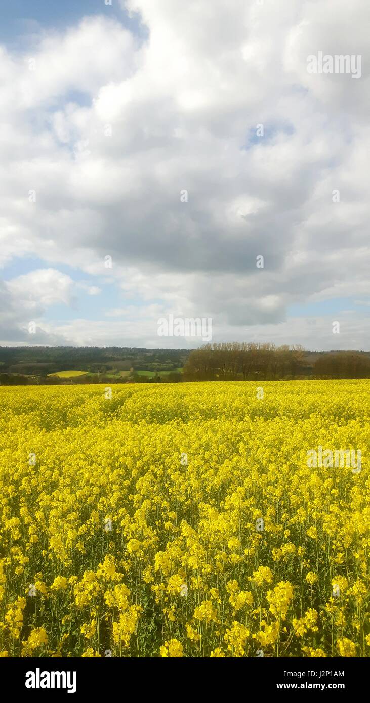 Raps-Feld in voller Blüte in der Nähe von hessischen Oldendorf, Deutschland, in das Weserbergland. Stockfoto
